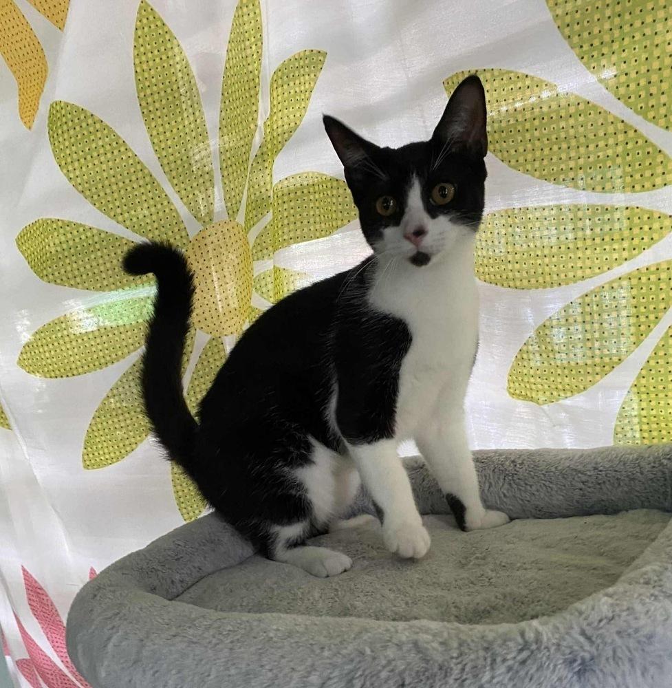 Miles, a Adoptable Domestic Short Hair in New Bedford, MA image 5/6