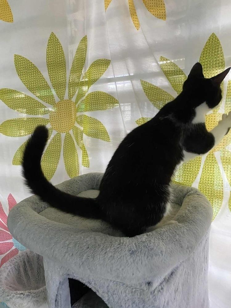 Miles, a Adoptable Domestic Short Hair in New Bedford, MA image 6/6