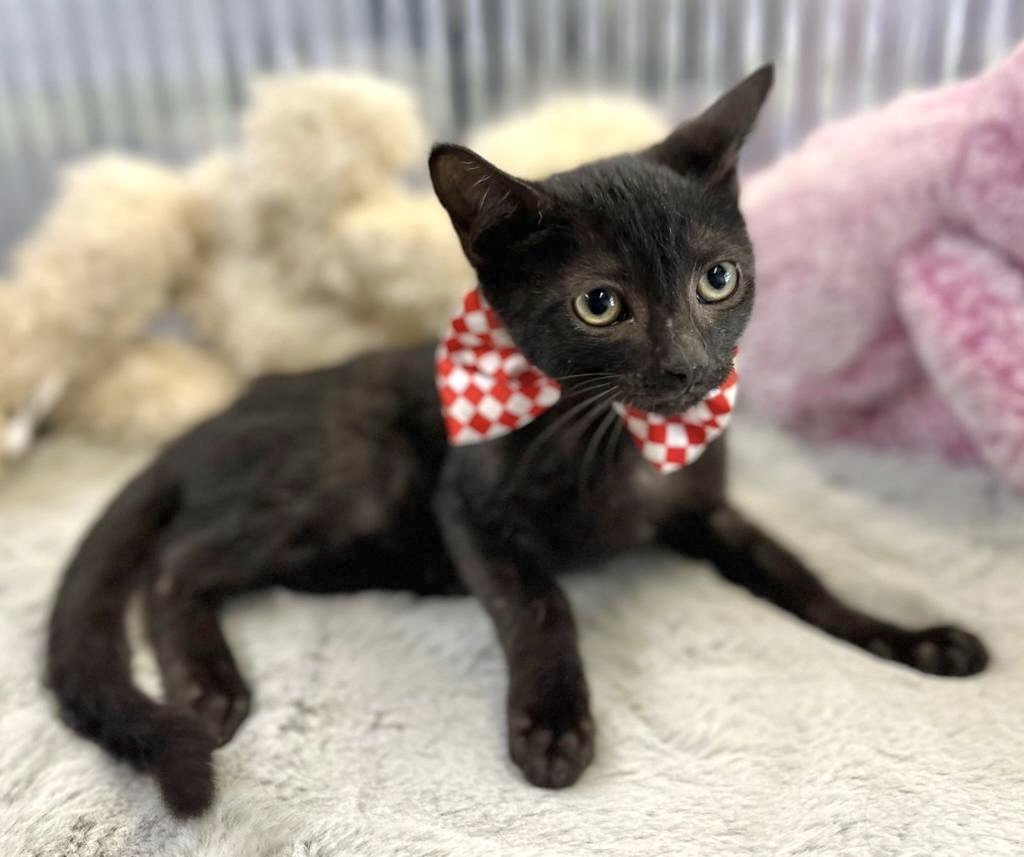JIJI, Baby Male unknown