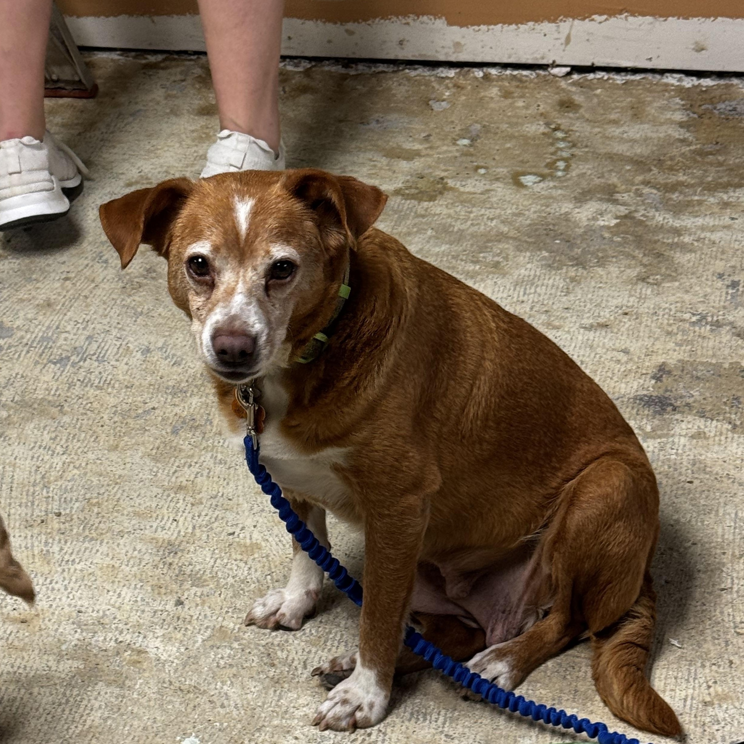 Enlarge Tinsley, a ADOPTABLE mixed breed in Lexington, NC image 1/3
