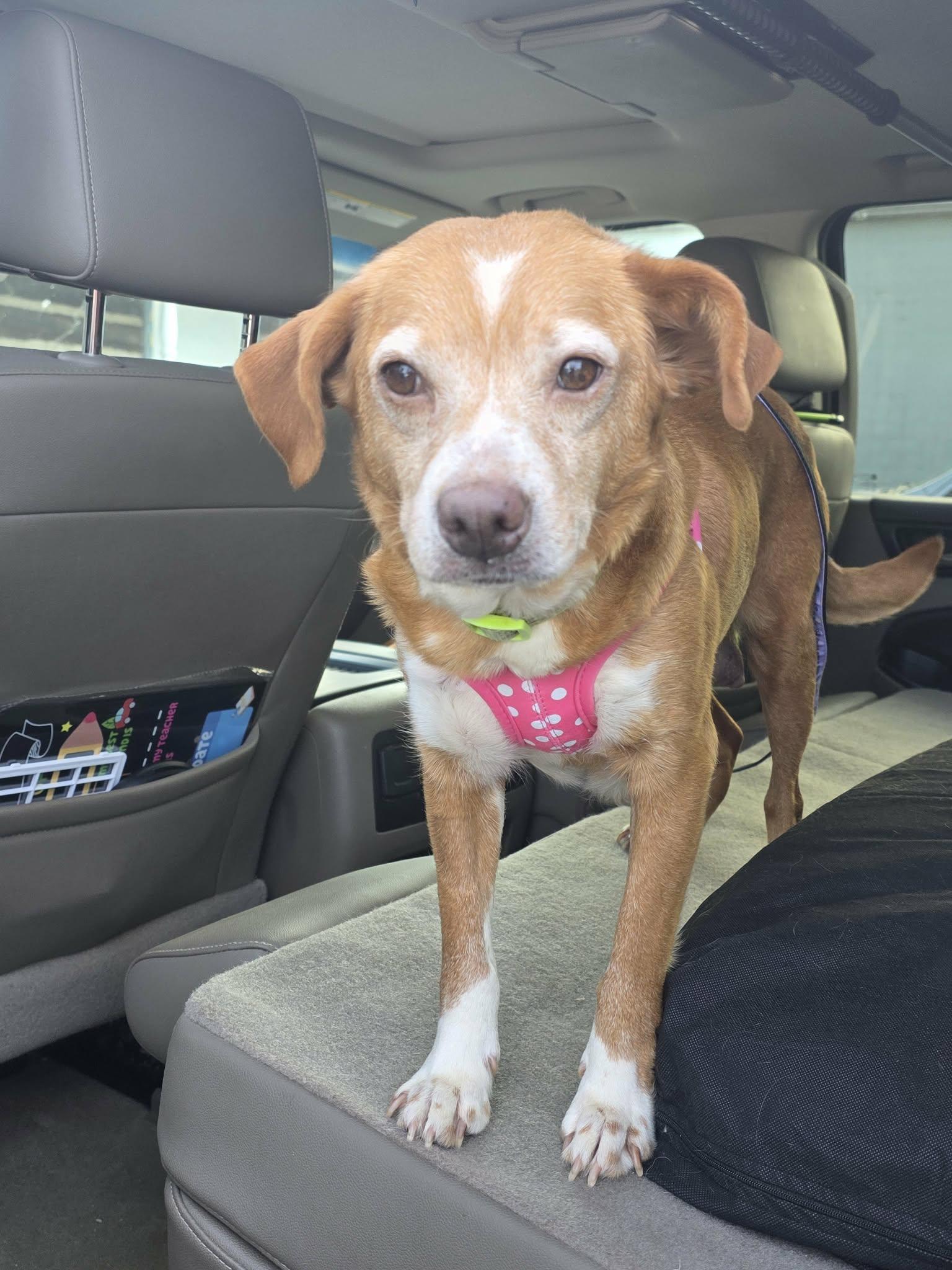 Tinsley, a ADOPTABLE mixed breed in Lexington, NC image 2/3