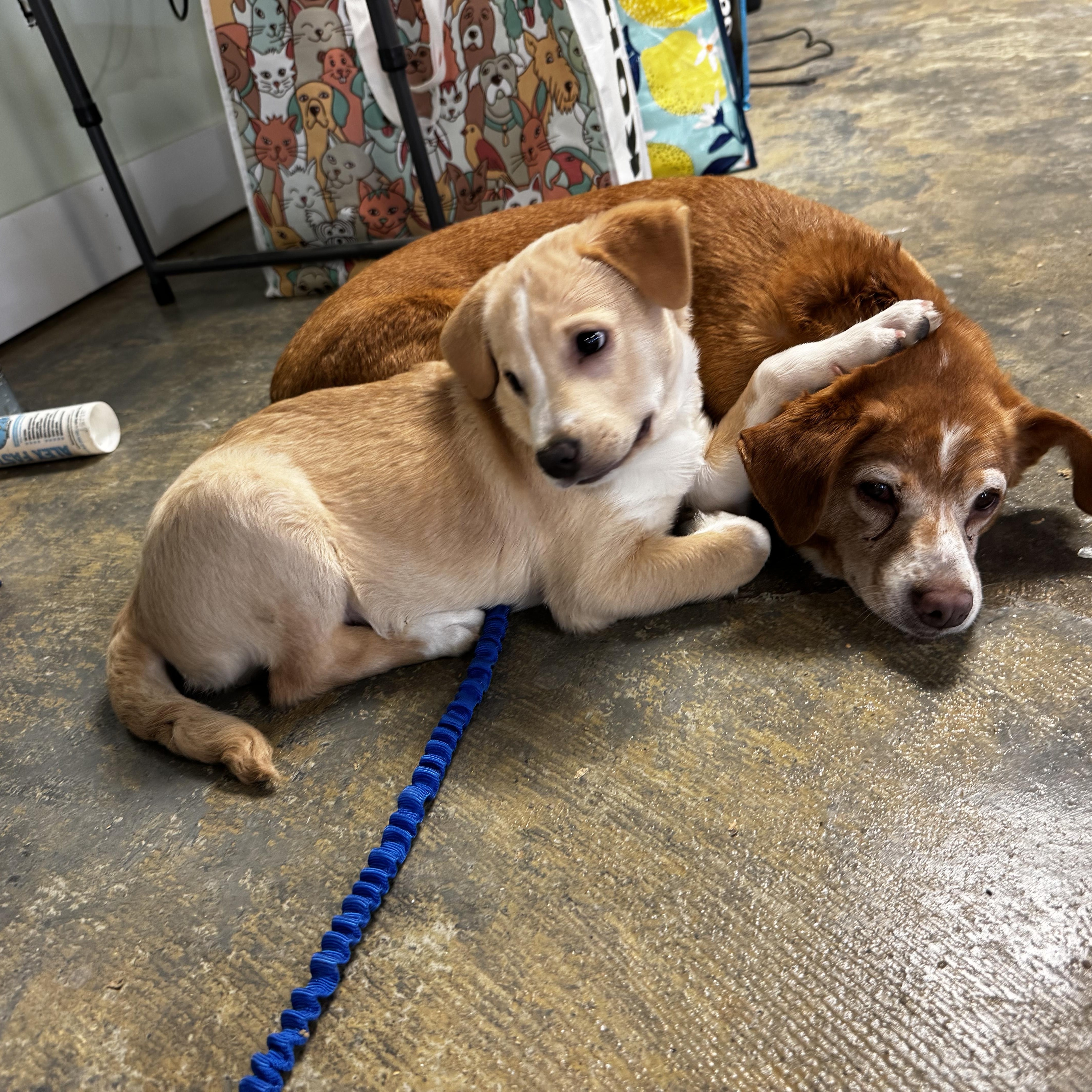 Enlarge Tinsley, a ADOPTABLE mixed breed in Lexington, NC image 3/3