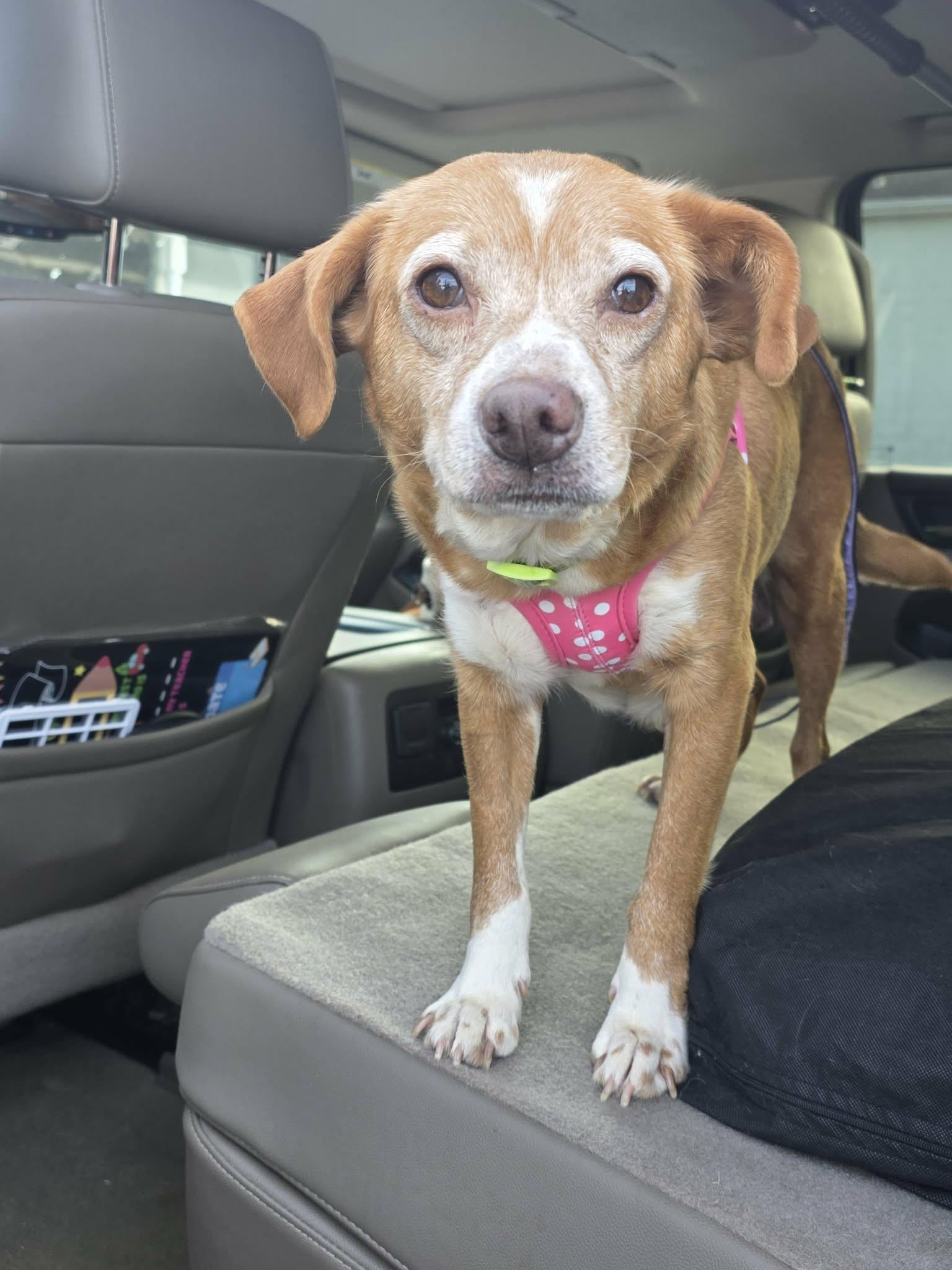 Tinsley, a ADOPTABLE mixed breed in Lexington, NC image 1/3