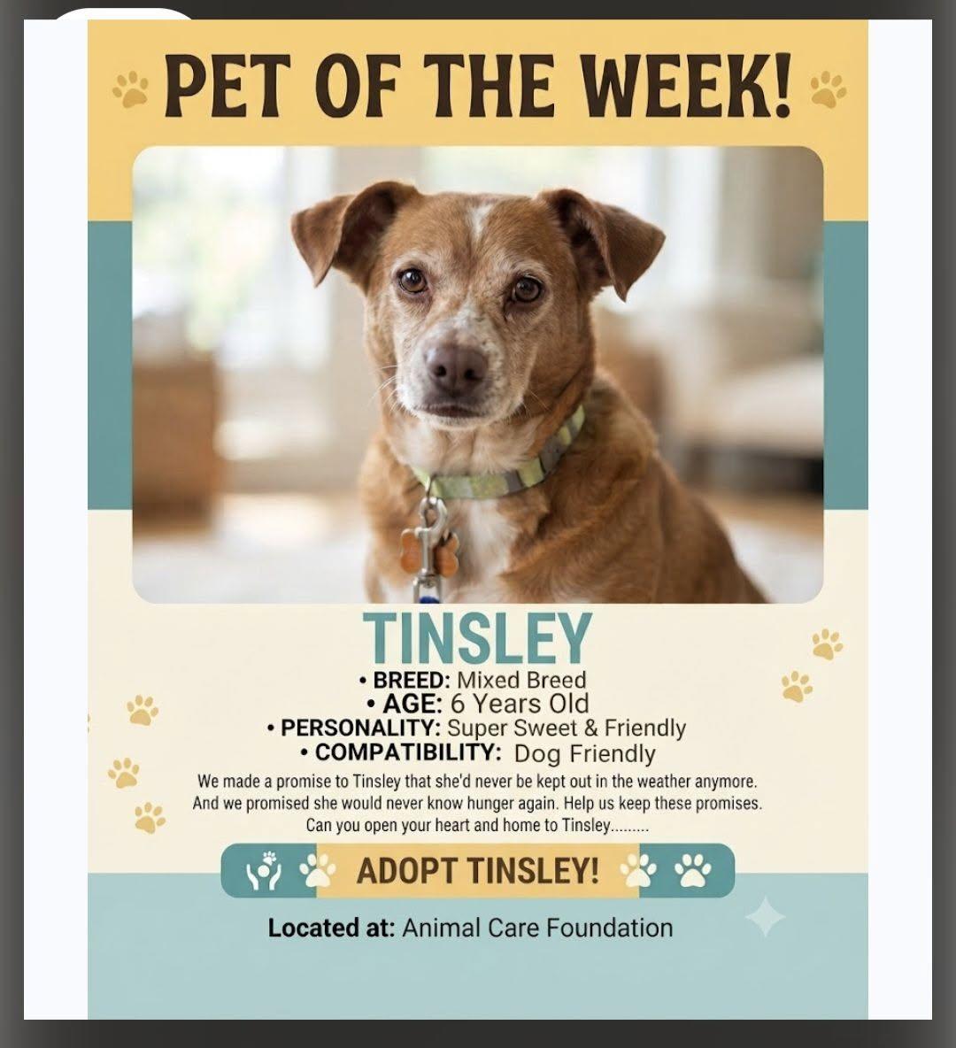 Tinsley, Adoptable, Adult Female Beagle & Chihuahua.