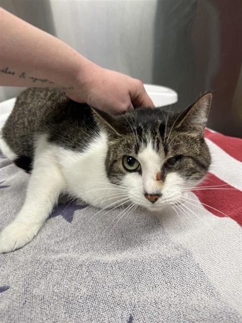 LOVELY, Adoptable, Adult Male Domestic Short Hair.