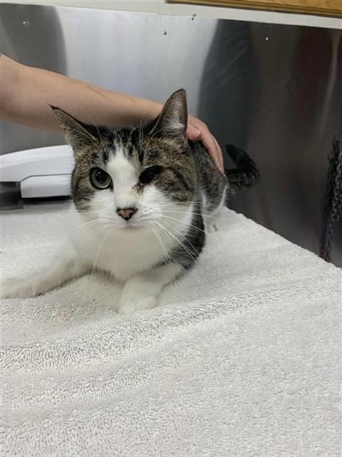 LOVELY, Adoptable, Adult Male Domestic Short Hair.
