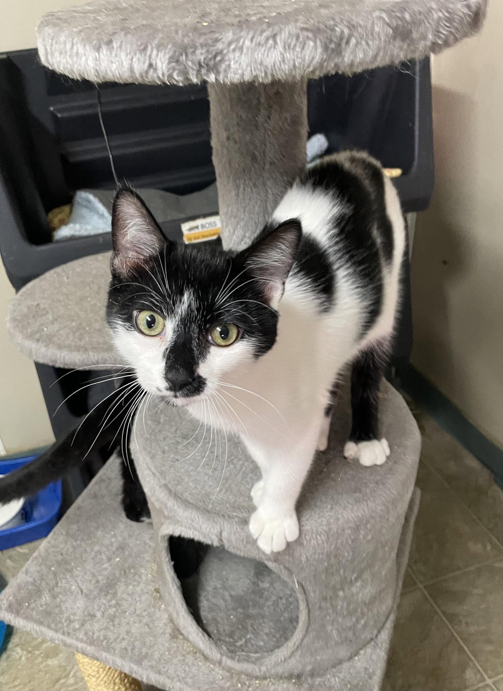 Enlarge Bobby, a Adoptable mixed breed in Stover, MO image 1/2