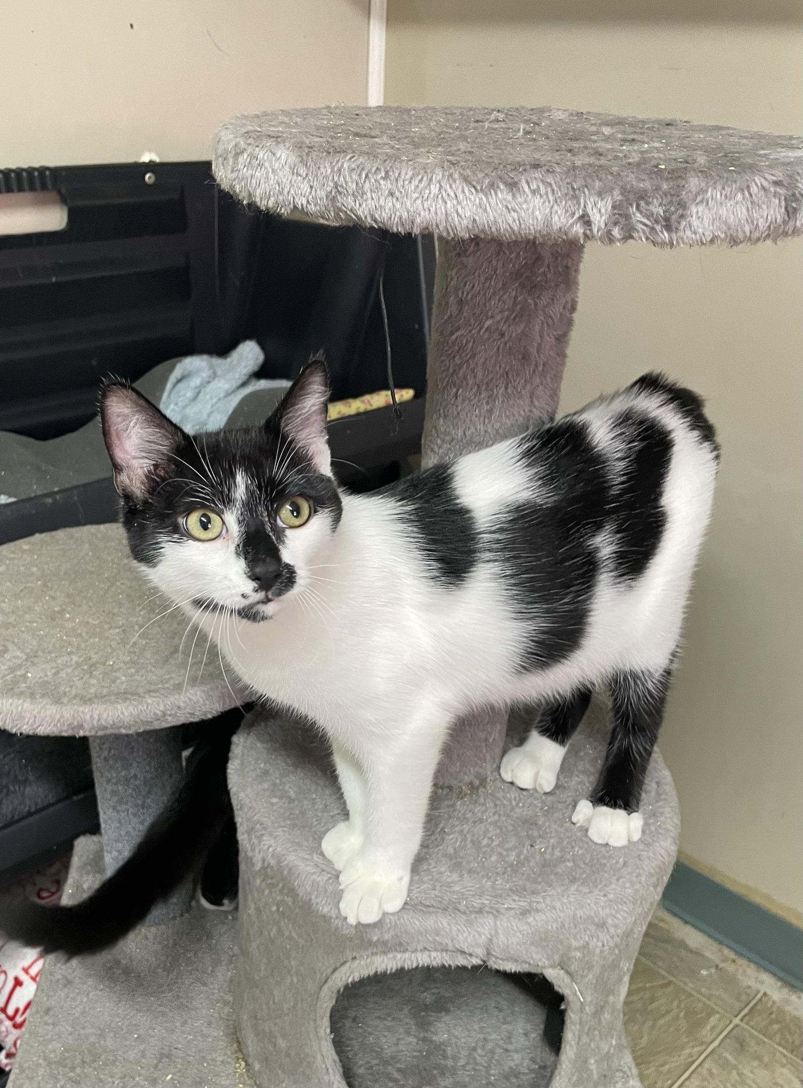 Enlarge Bobby, a Adoptable mixed breed in Stover, MO image 2/2