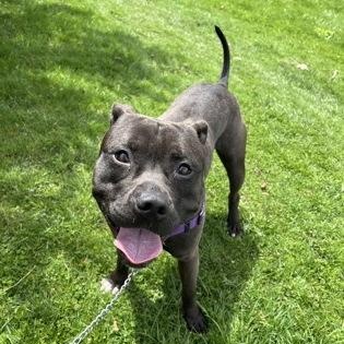 Enlarge Oozo , a ADOPTABLE mixed breed in Ithaca, NY image 2/3