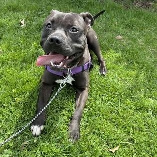 Enlarge Oozo , a ADOPTABLE mixed breed in Ithaca, NY image 3/3