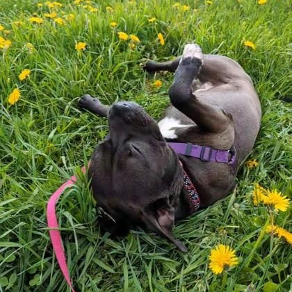 Enlarge Oozo , a ADOPTABLE mixed breed in Ithaca, NY image 4/4