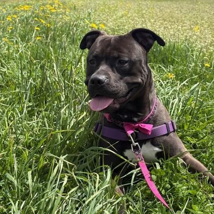 Enlarge Oozo , a ADOPTABLE mixed breed in Ithaca, NY image 3/4