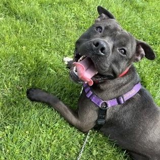 Enlarge Oozo , a ADOPTABLE mixed breed in Ithaca, NY image 1/3