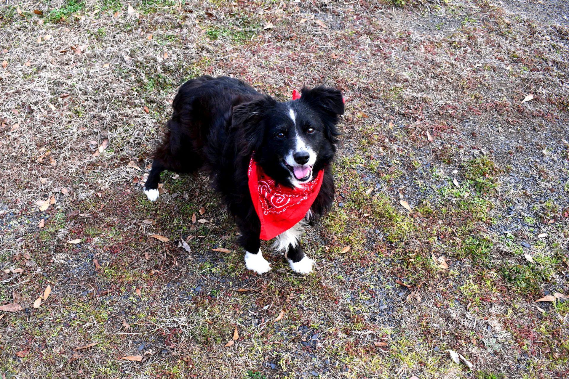 Trixy, adopted, Adult Male Australian Shepherd.