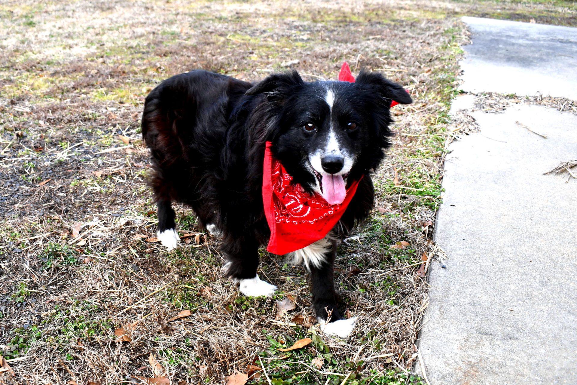 Enlarge Trixy, an adopted Australian Shepherd in Muldrow, OK image 6/6