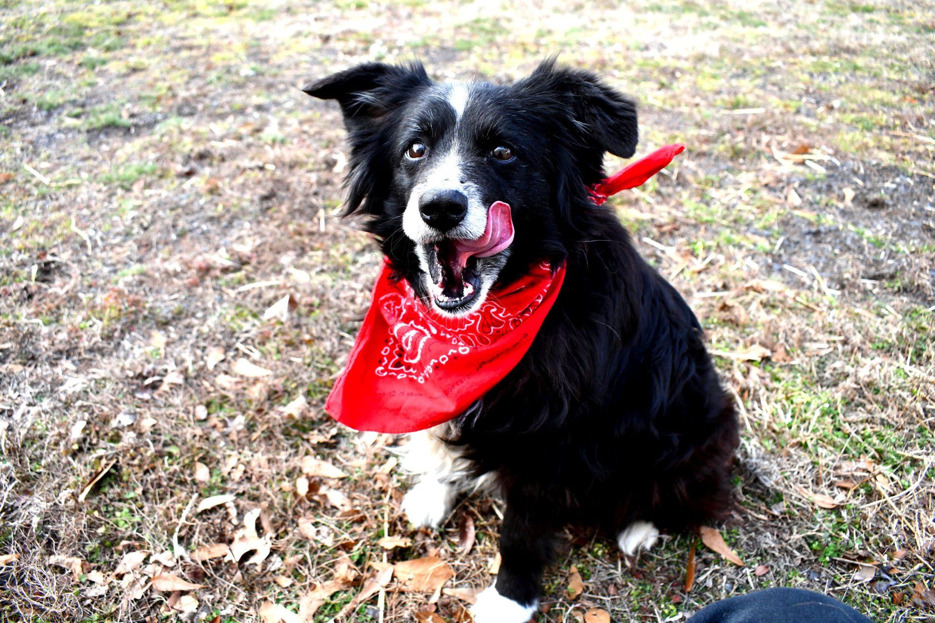 Enlarge Trixy, an adopted Australian Shepherd in Muldrow, OK image 3/6
