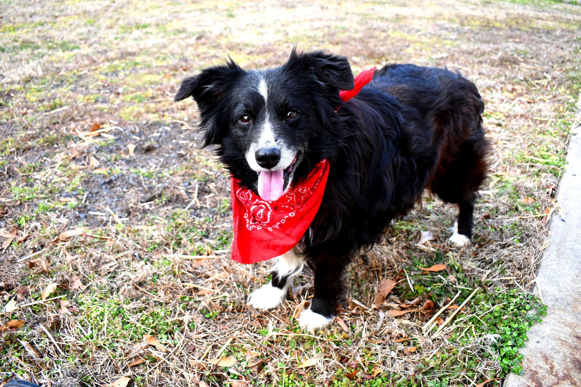 Enlarge Trixy, an adopted Australian Shepherd in Muldrow, OK image 5/6