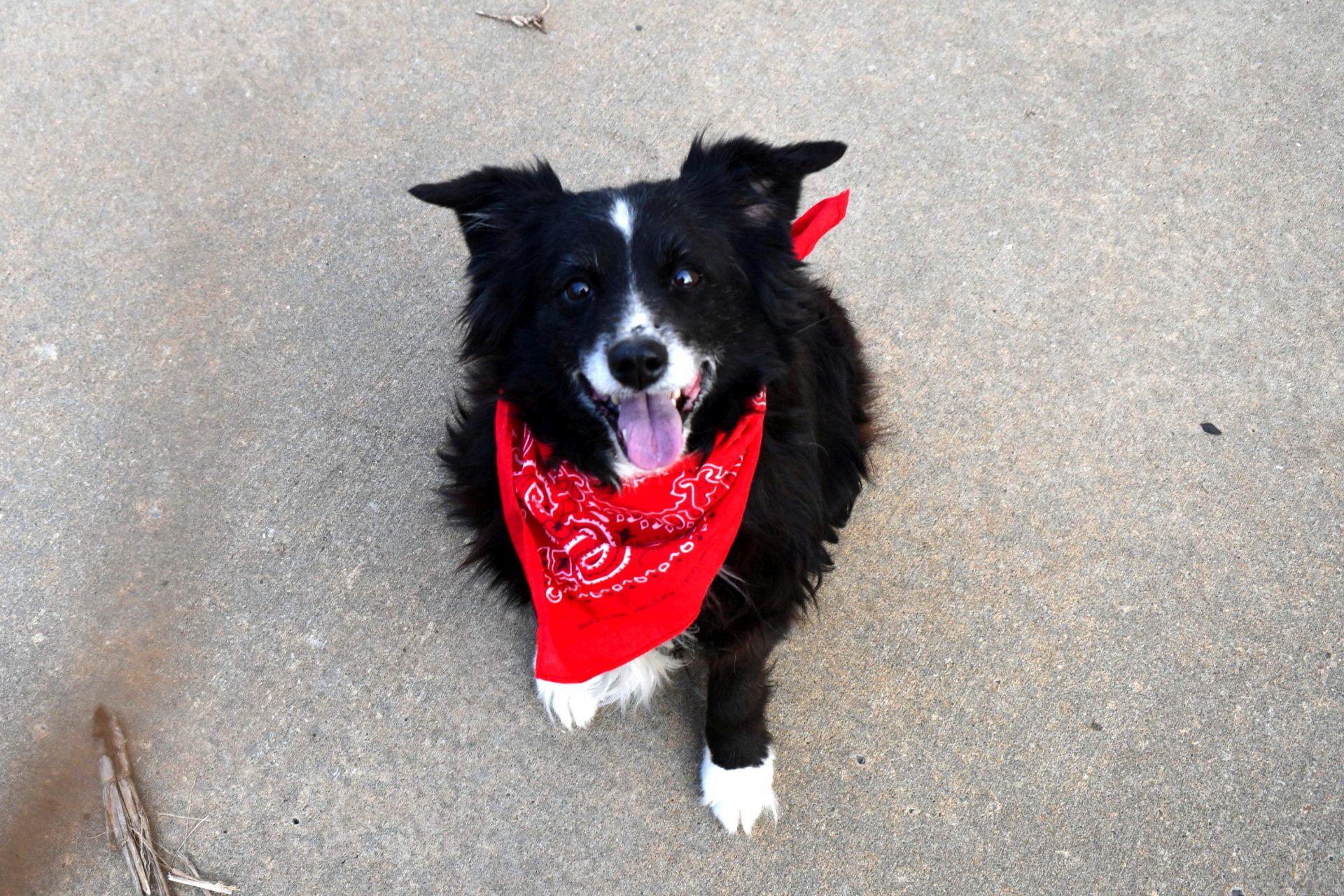 Enlarge Trixy, an adopted Australian Shepherd in Muldrow, OK image 4/6