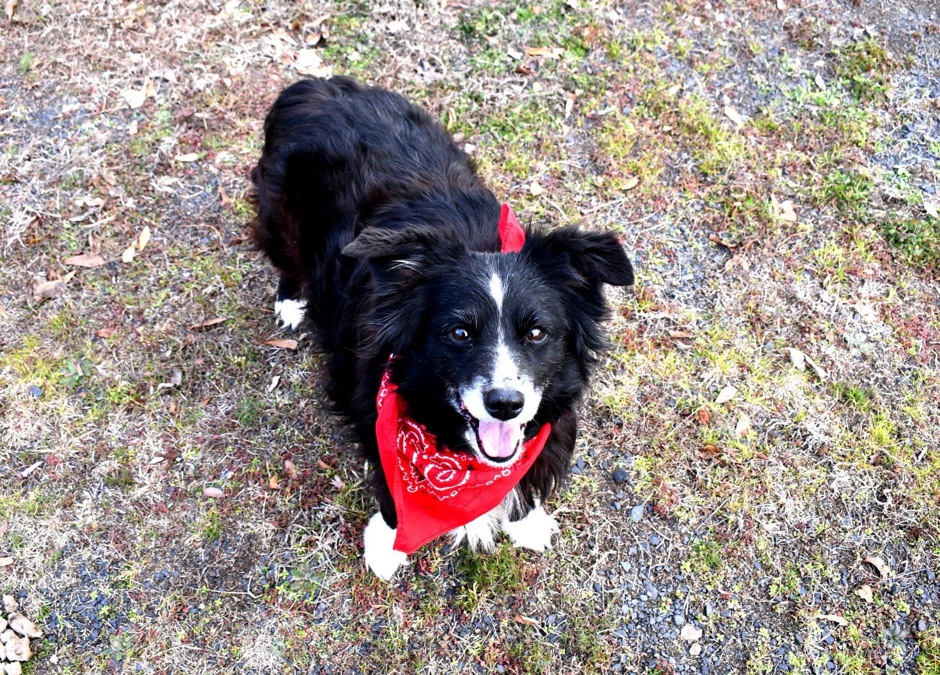 Enlarge Trixy, an adopted Australian Shepherd in Muldrow, OK image 2/6