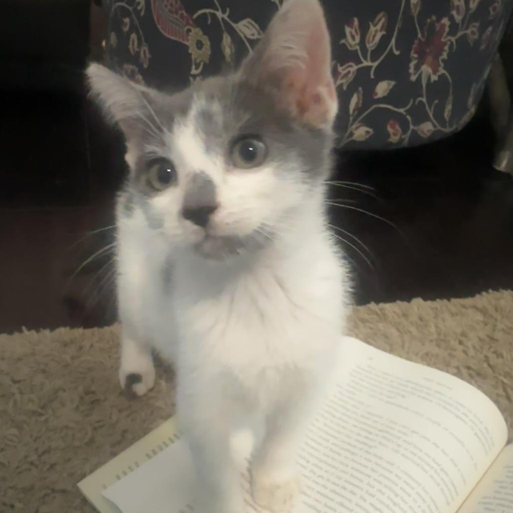 Enlarge Bandit, a Adoptable Domestic Short Hair in Jupiter, FL image 1/6