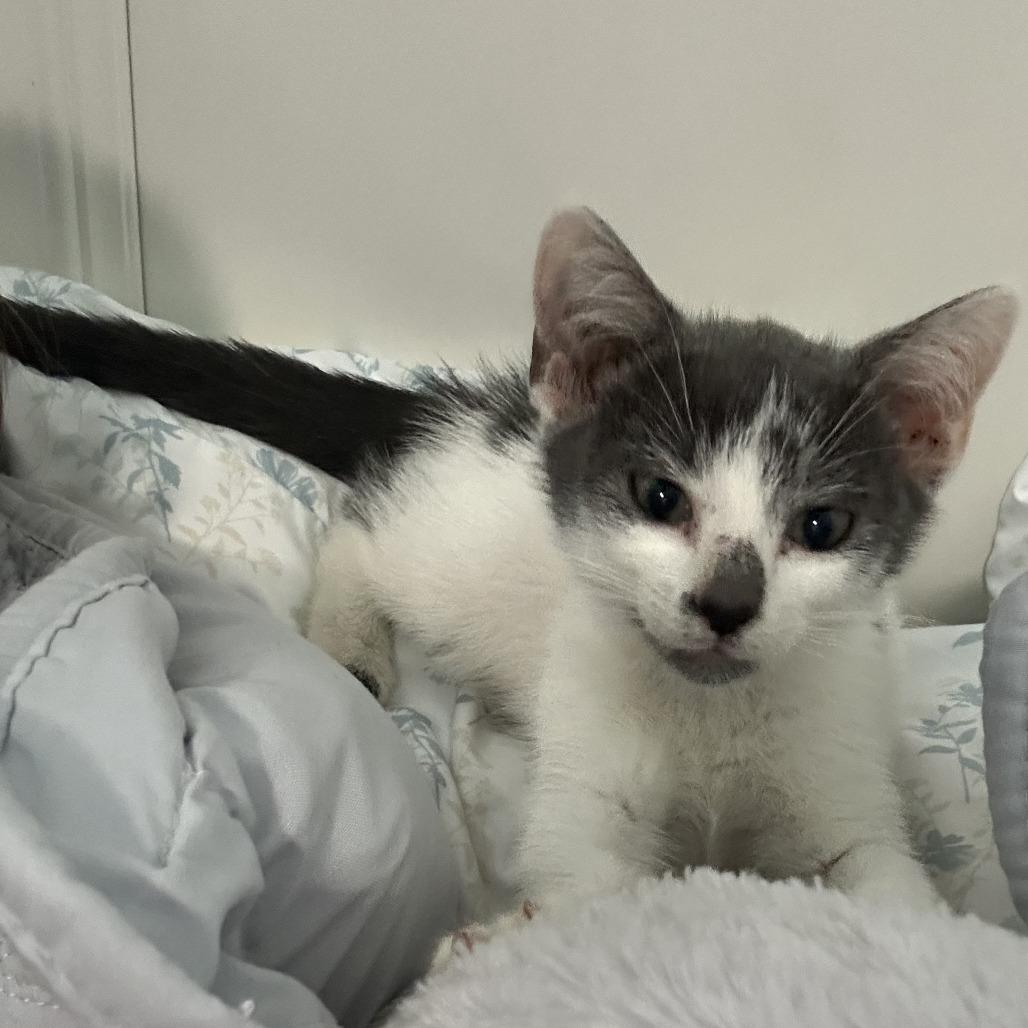 Enlarge Bandit, a Adoptable Domestic Short Hair in Jupiter, FL image 2/6