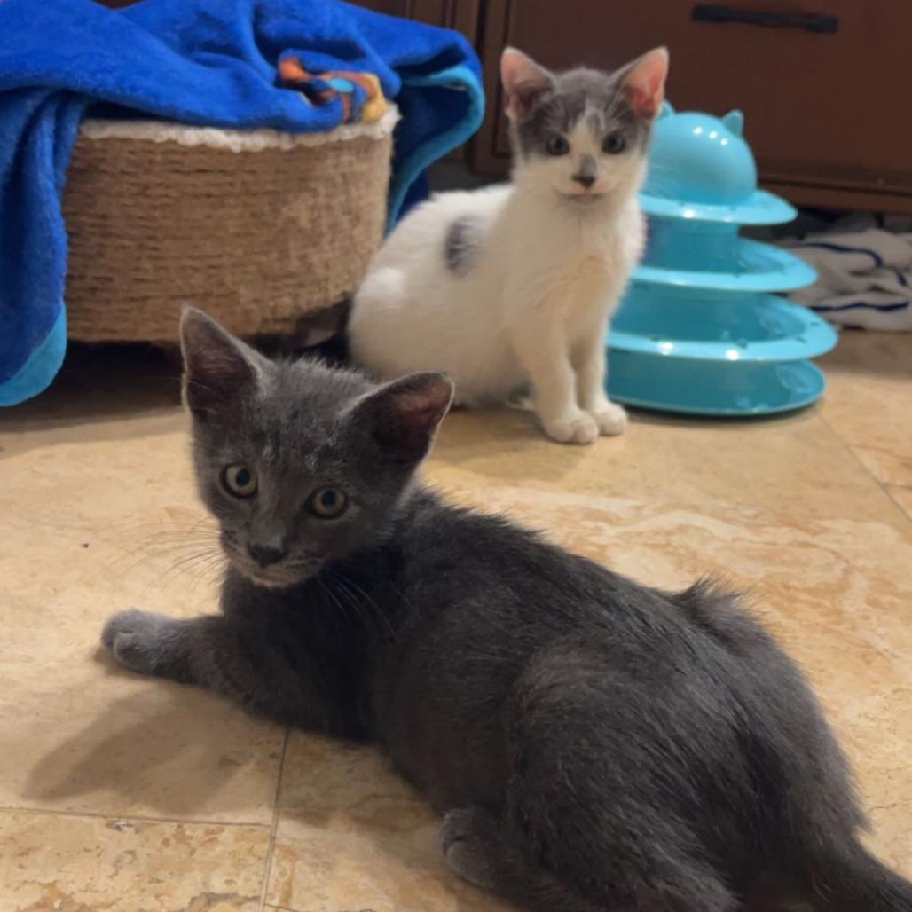 Enlarge Bandit, a Adoptable Domestic Short Hair in Jupiter, FL image 3/6