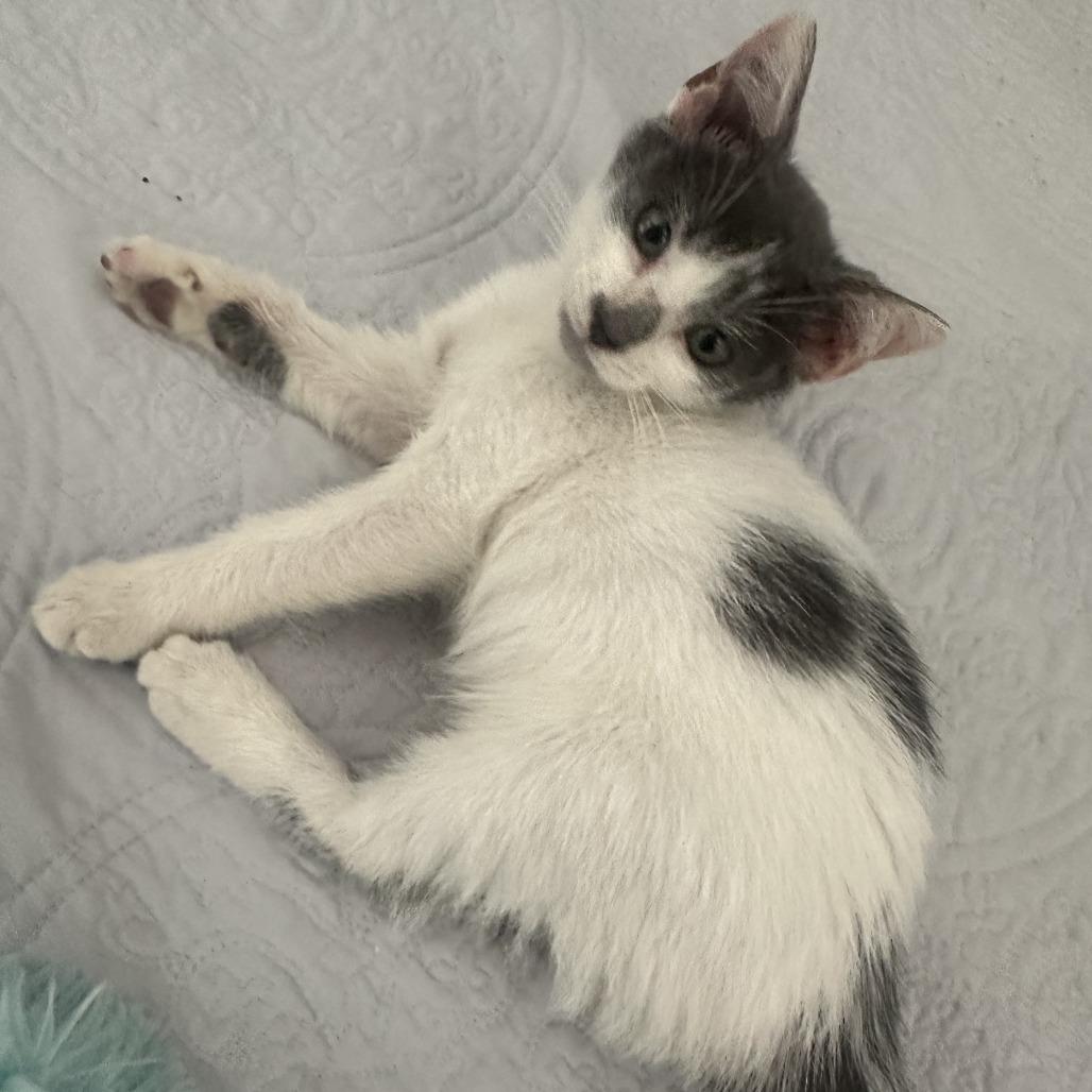 Enlarge Bandit, a Adoptable Domestic Short Hair in Jupiter, FL image 4/6