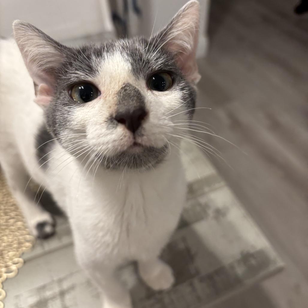 Enlarge Bandit, a Adoptable Domestic Short Hair in Jupiter, FL image 5/6