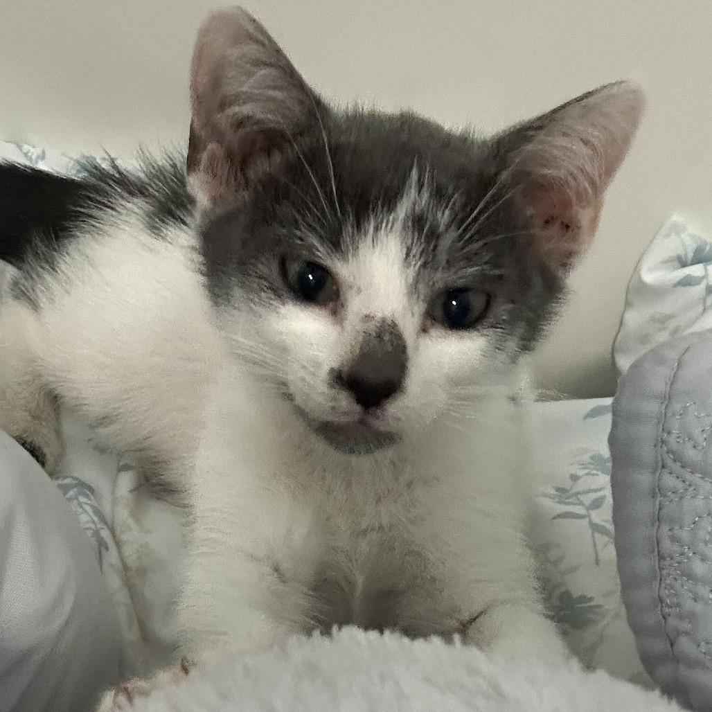 Enlarge Bandit, a Adoptable Domestic Short Hair in Jupiter, FL image 6/6