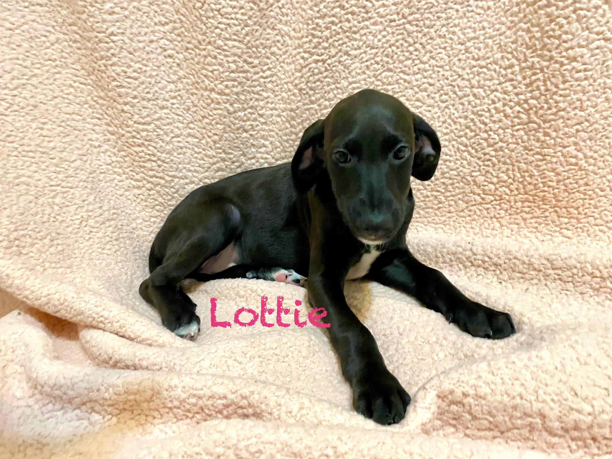 Lottie, a Adoptable mixed breed in Hatfield, PA image 3/5