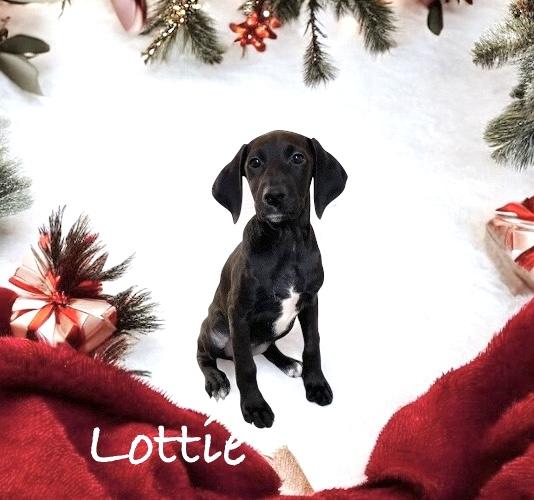 Lottie, a Adoptable mixed breed in Hatfield, PA image 2/5