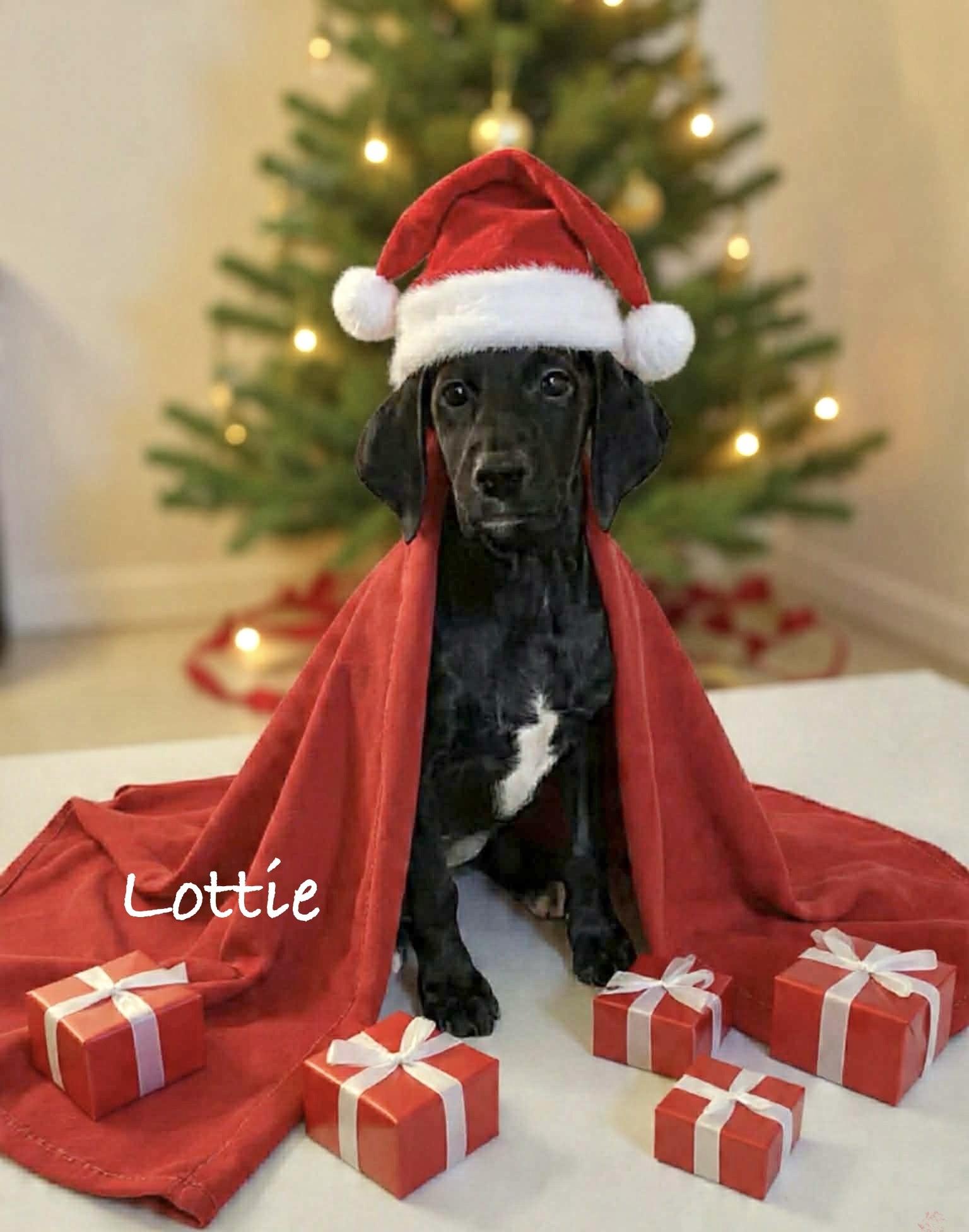 Lottie, Adoptable, Puppy Female Labrador Retriever.