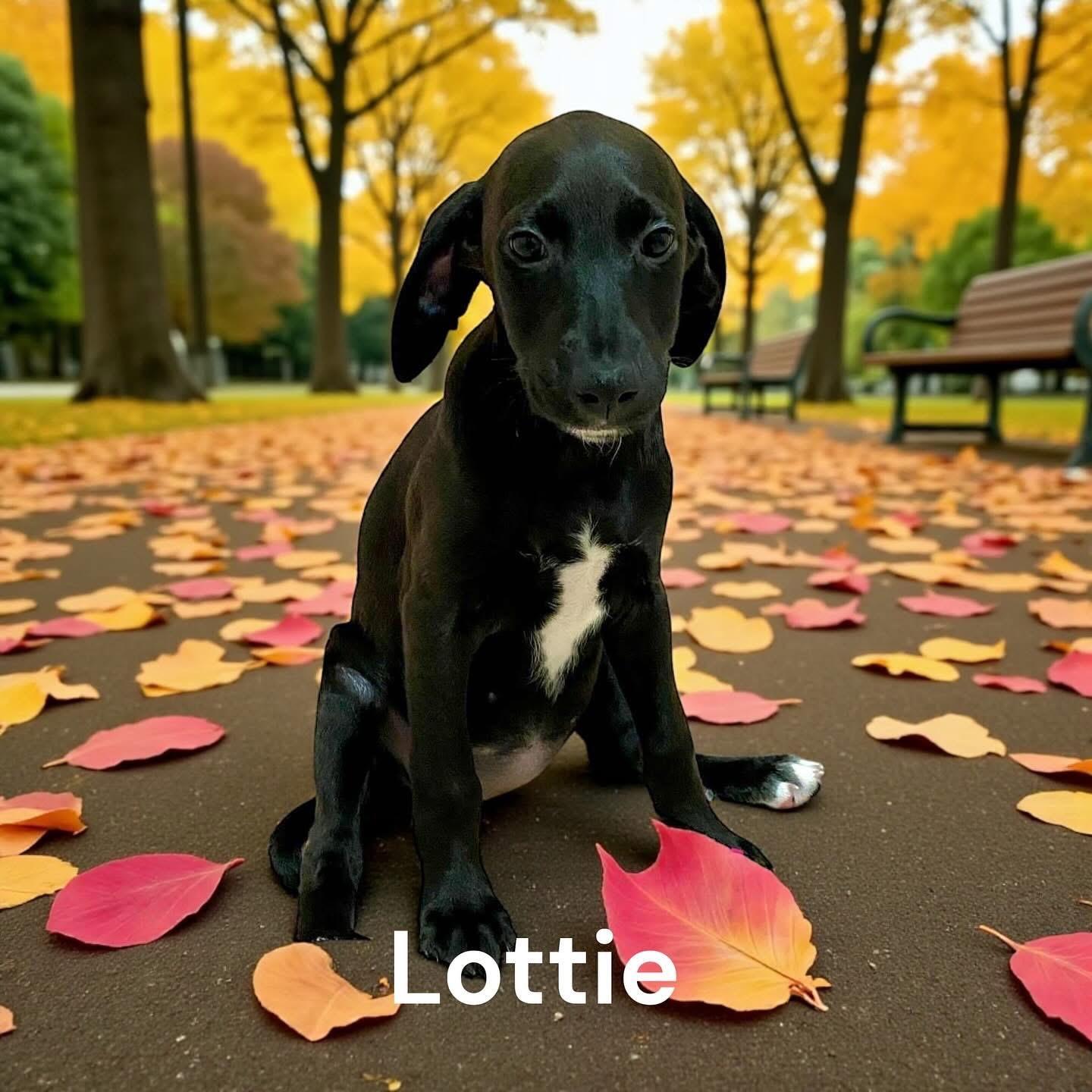 Lottie, a Adoptable mixed breed in Hatfield, PA image 4/5