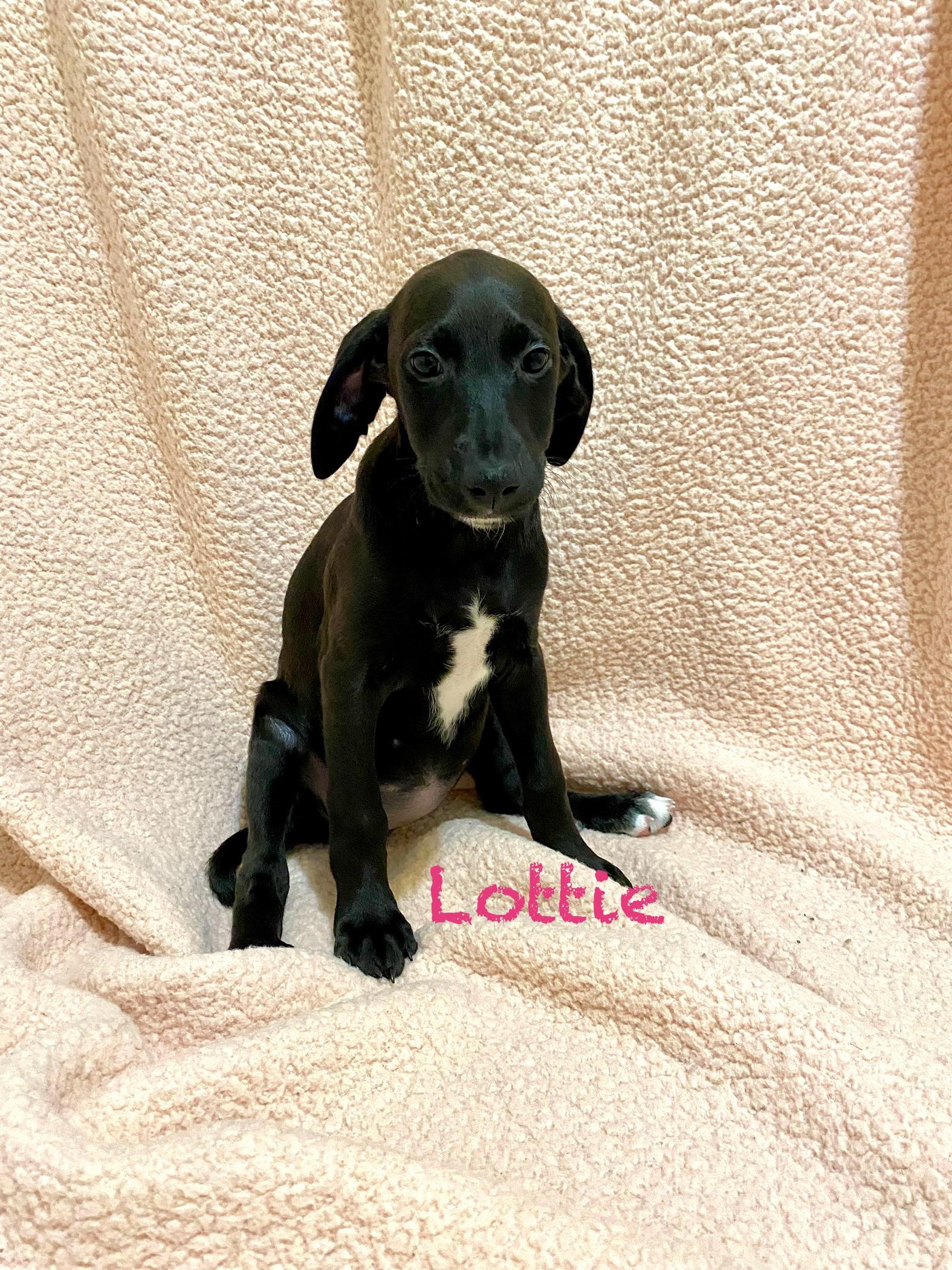 Lottie, a Adoptable mixed breed in Hatfield, PA image 5/5