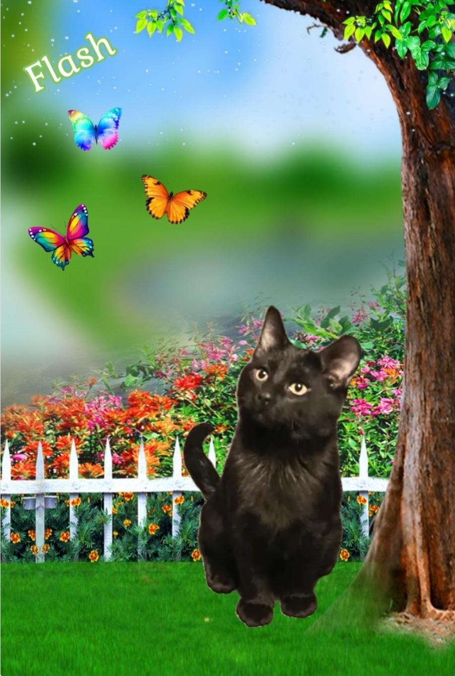 FLASH, Adoptable, Young Male Domestic Short Hair.