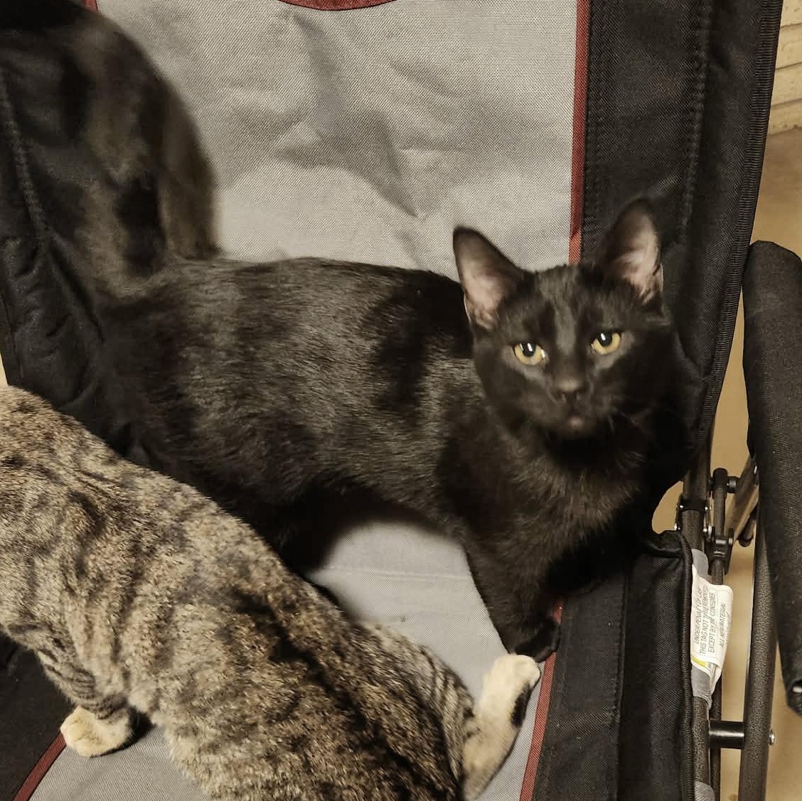 Enlarge FLASH, a Adoptable Domestic Short Hair in Fletcher, OK image 3/5