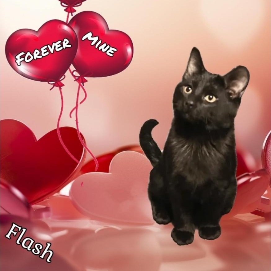 FLASH, Adoptable, Young Male Domestic Short Hair.