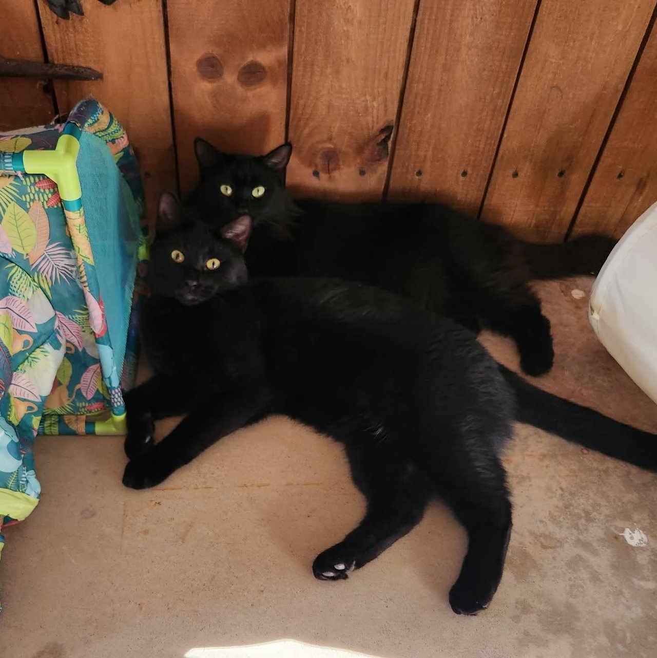 FLASH, a Adoptable Domestic Short Hair in Fletcher, OK image 4/5
