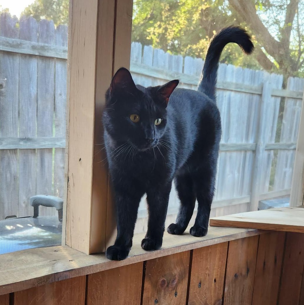 FLASH, Adoptable, Young Male Domestic Short Hair.