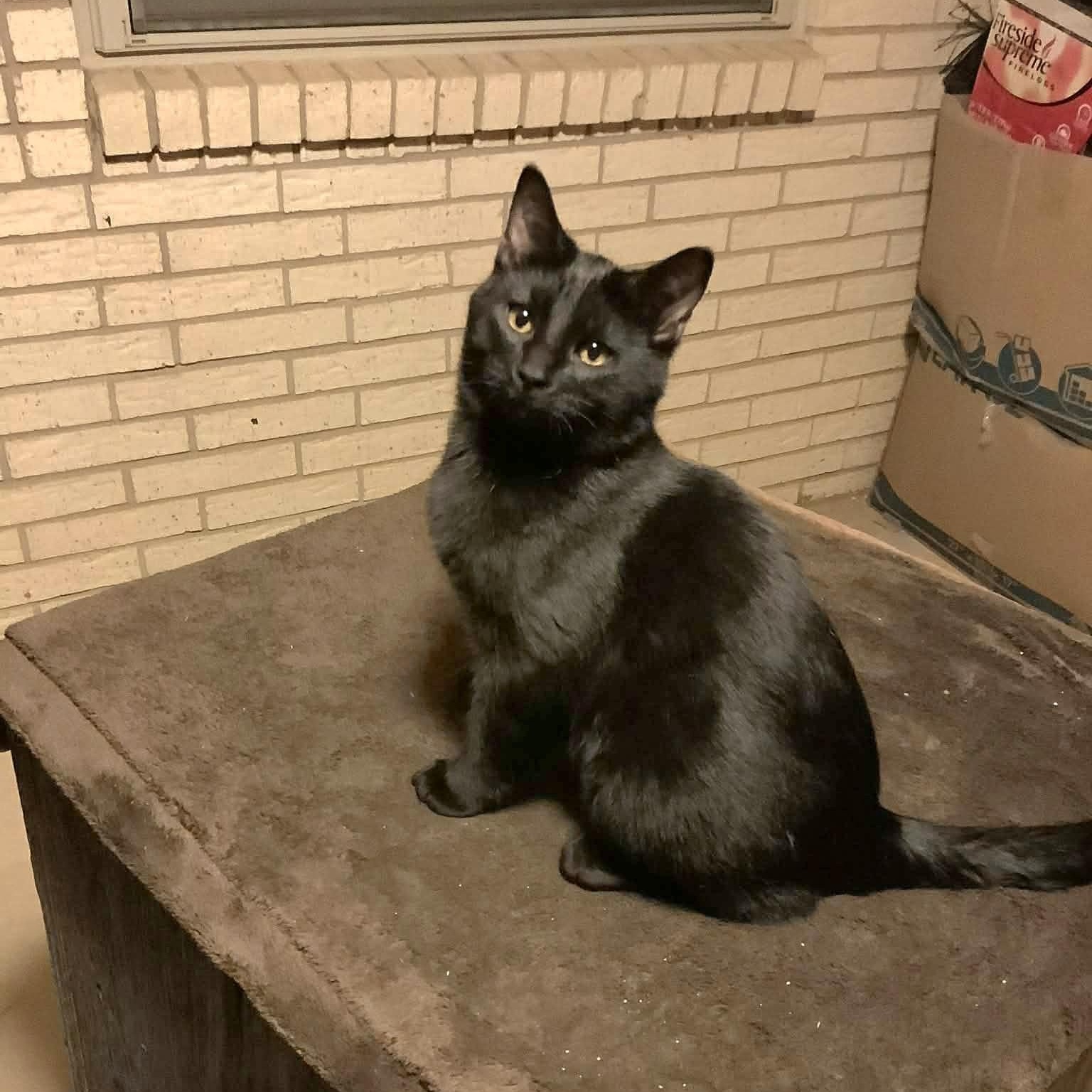 Enlarge FLASH, a Adoptable Domestic Short Hair in Fletcher, OK image 2/5