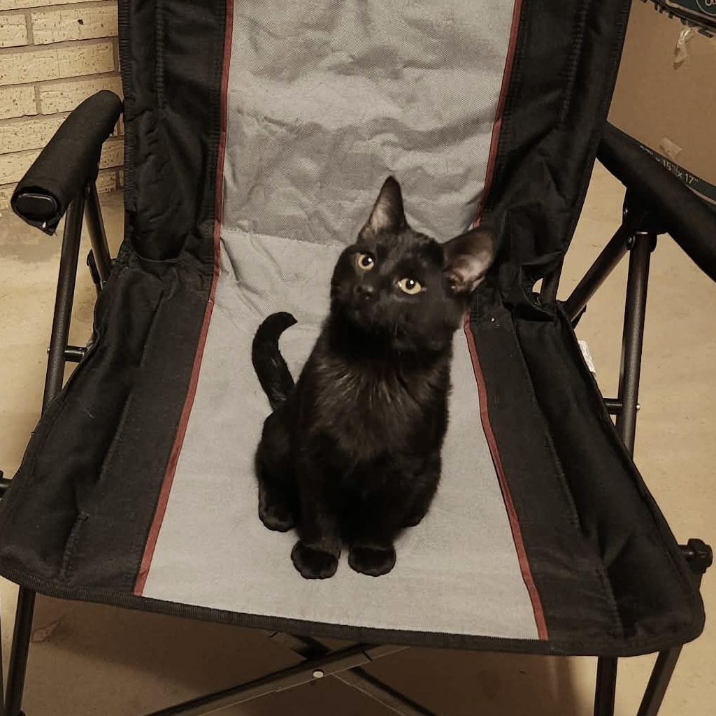 Enlarge FLASH, a Adoptable Domestic Short Hair in Fletcher, OK image 4/5