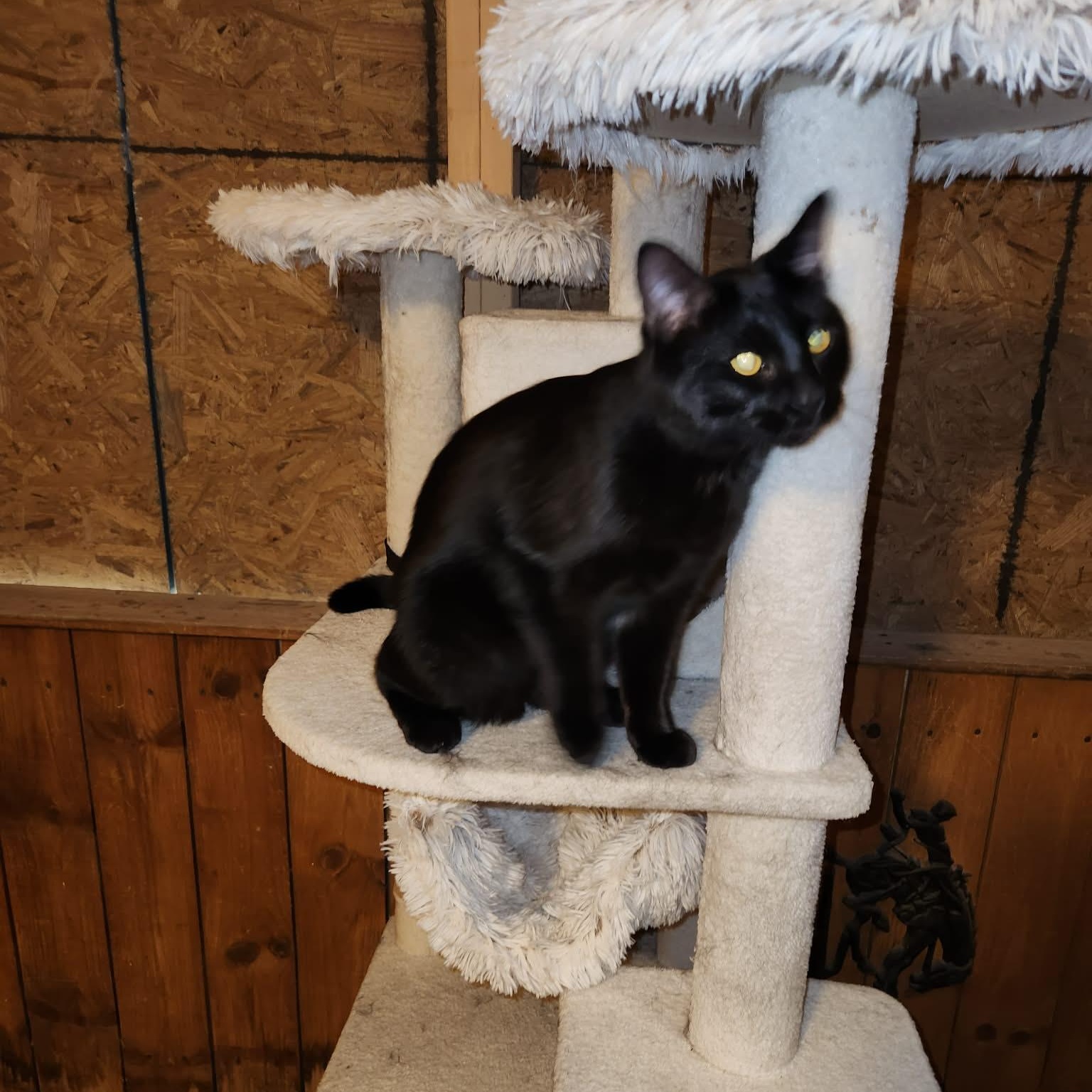 FLASH, a Adoptable Domestic Short Hair in Fletcher, OK image 2/5