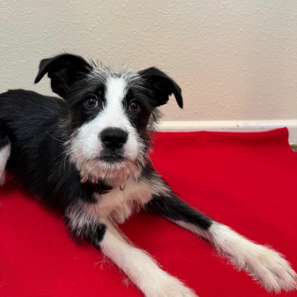 Stormi — thumbnail 2