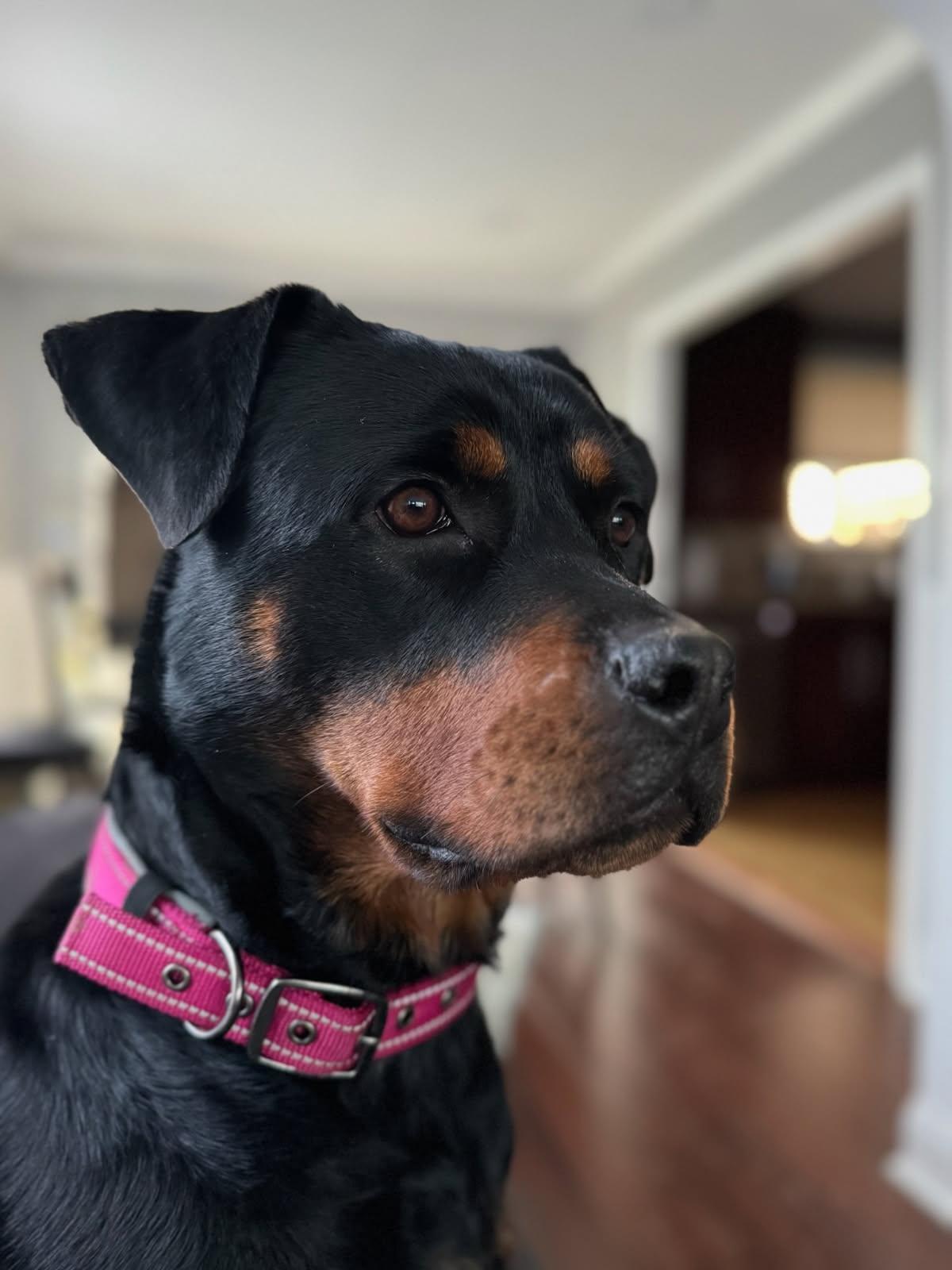 Enlarge Nola, a ADOPTABLE Rottweiler in Woodbury, NJ image 5/5