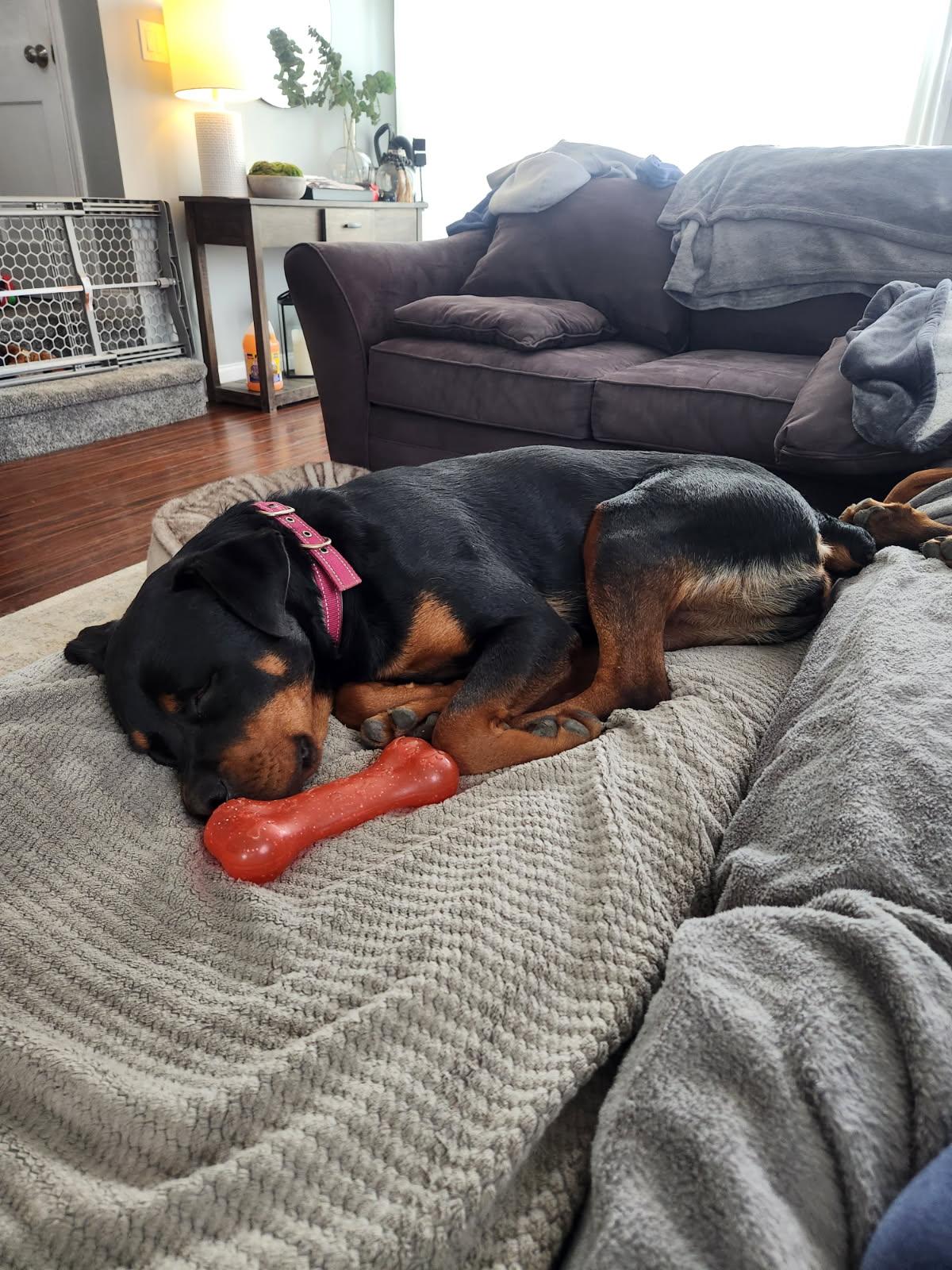 Enlarge Nola, a ADOPTABLE Rottweiler in Woodbury, NJ image 4/5