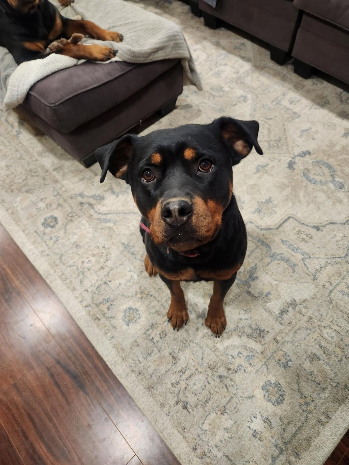 Nola, ADOPTABLE, Adult Female Rottweiler.