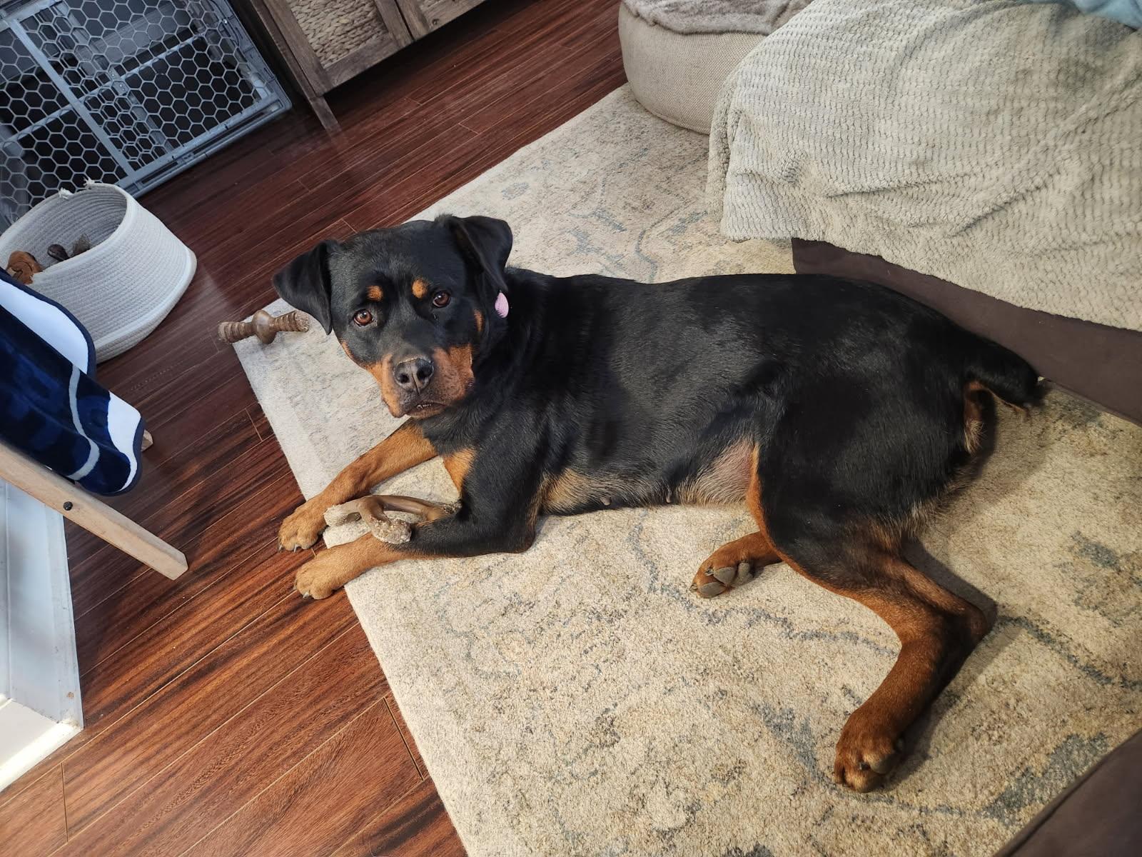 Nola, a ADOPTABLE Rottweiler in Woodbury, NJ image 2/2