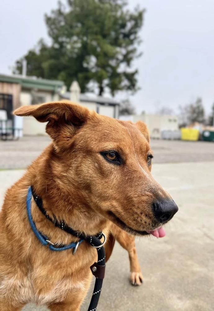 Tally, a ADOPTABLE mixed breed in Davis, CA image 3/6