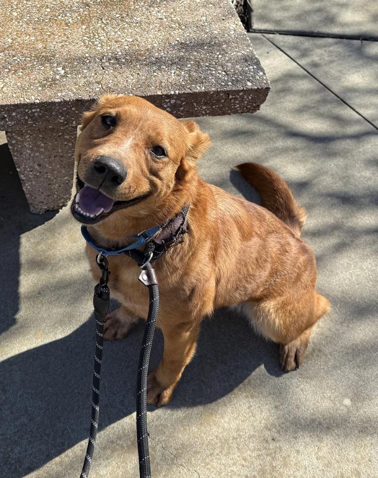 Tally, a ADOPTABLE mixed breed in Davis, CA image 4/6