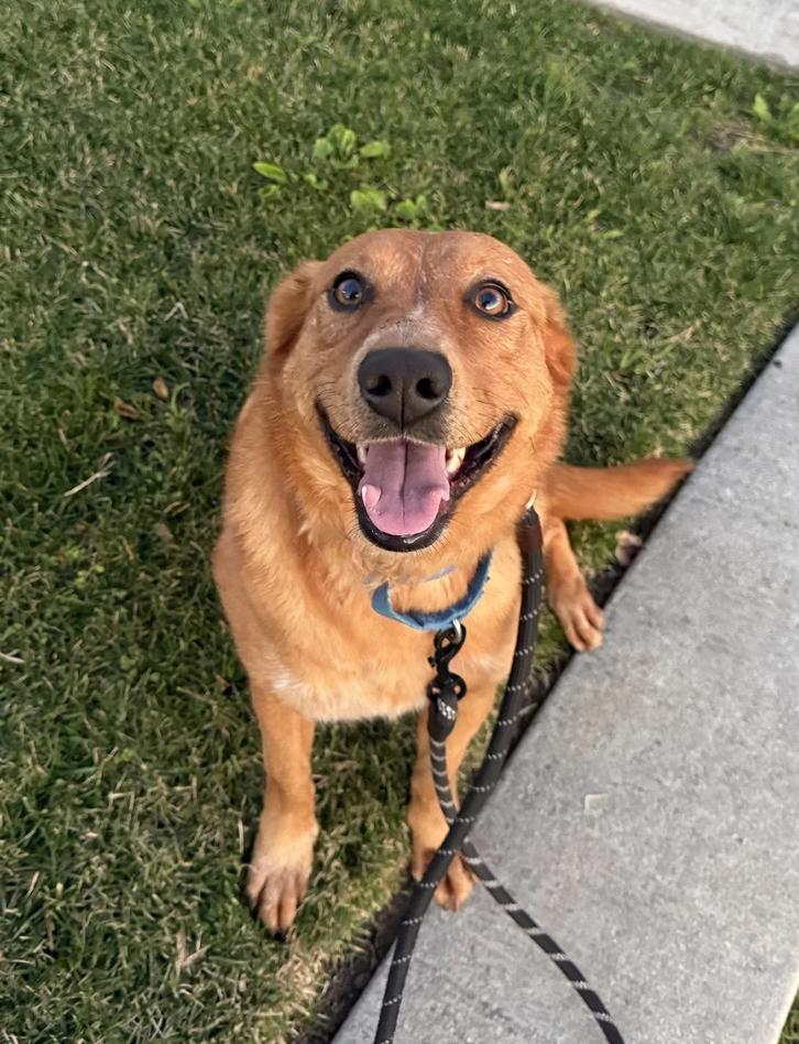 Tally, a ADOPTABLE mixed breed in Davis, CA image 2/6